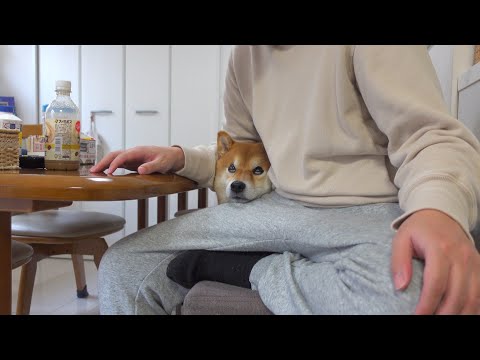 実家にきた柴犬は大好きな人がいないと‥こうなる。(YouTube)