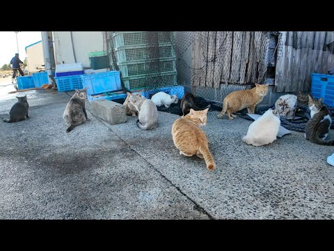 島の猫大集合！漁港で魚の水揚げ作業やってるってよ(YouTube)