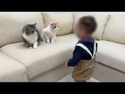初めて歩けるようになった赤ちゃんを見た猫たちがまさかのこうなりました…(YouTube)