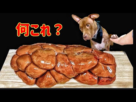 お肉屋さんがくれた珍しい肉を爆食いするピットブル【犬の咀嚼音】(YouTube)