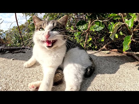 キジシロ猫が足の周りを歩き回って「帰らないで！」と訴えてきた(YouTube)