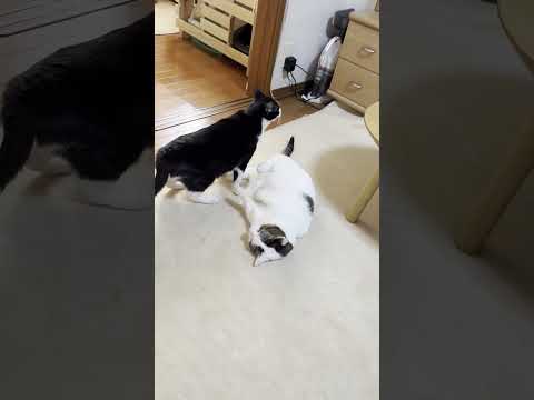 そうとう臭かったみたいです #ひのき猫 #cat #保護猫 #猫(YouTube)