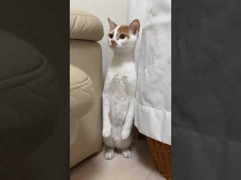 生配信中に突然二足立ちになる子猫w #shorts(YouTube)