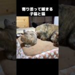 先住猫のそばで落ち着く子猫　#shorts(YouTube)