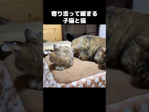 先住猫のそばで落ち着く子猫　#shorts(YouTube)