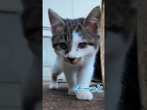 怖いけど、気になっちゃう仔猫…👀(YouTube)