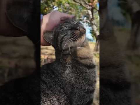 撫でられた顔が可愛すぎる猫(YouTube)
