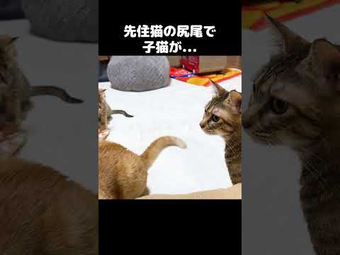 先住猫のしっぽで子猫が…笑　#shorts(YouTube)
