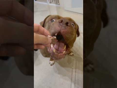 ジャーキーが出来上がるのを待てないピットブルと飼い主😂😂😂 #ピットブル(YouTube)