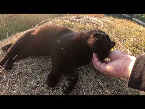タムの景色を眺めていたら、黒猫と茶トラ猫がモフられにやって来た(YouTube)