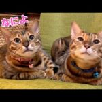 ツンデレお嬢猫は実は1番寂しがり屋です(YouTube)
