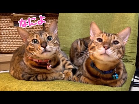 ツンデレお嬢猫は実は1番寂しがり屋です(YouTube)