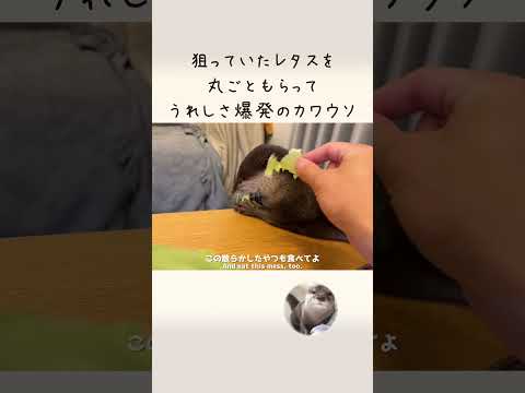 冷蔵庫からレタス盗もうとするカワウソに丸ごとくれてやった！ I gave a whole lettuce to an otter trying to steal it from the fridge.(YouTube)