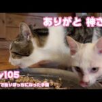 ありがとうね 神ねこなおぢちゃん 生後1日で独りぼっちになった子猫 Day105   【2023 11 28-1 】(YouTube)