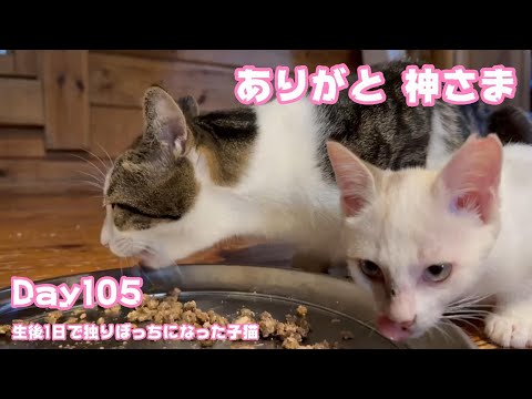 ありがとうね 神ねこなおぢちゃん 生後1日で独りぼっちになった子猫 Day105   【2023 11 28-1 】(YouTube)
