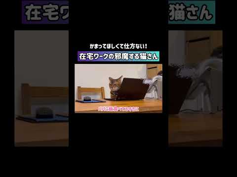 在宅ワーク邪魔する猫あるある #shorts(YouTube)