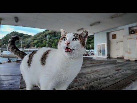 夕方の漁港にいた猫ちゃんナデナデを催促してきてカワイイ(YouTube)