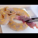孵化して2ヶ月、自分で餌を食べられるようになった子蛇(YouTube)