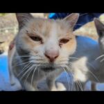 猫島で山の中腹の空地で立ち止まると猫が集まってきた(YouTube)