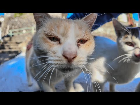 猫島で山の中腹の空地で立ち止まると猫が集まってきた(YouTube)