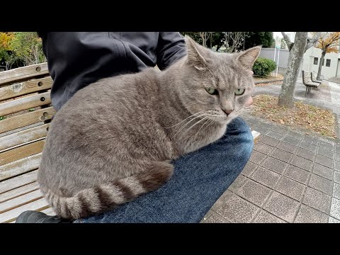 体の大きなトトロ猫ちゃんが人間のひざの上にのぼってきて温まる(YouTube)