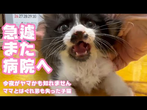 急遽また病院へ 今夜がヤマかも知れません ママとはぐれ弟も失った子猫 Day44  【2023 11 24-2】(YouTube)