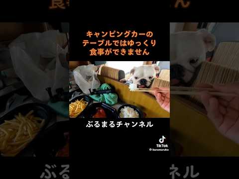 ゆっくりと食事がしたい…w #dog #ブルドッグ #犬 #ブルドッグ子犬 #ペット #ドッグ #犬のいる暮らし #キャンピングカー(YouTube)