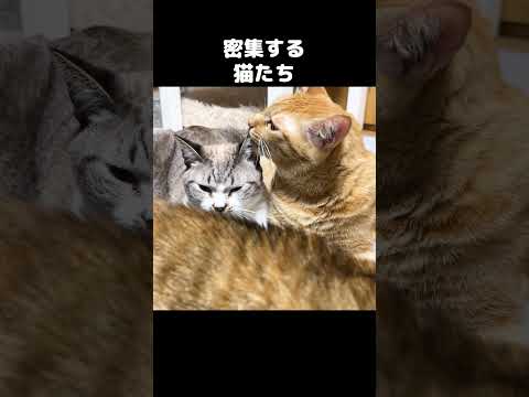 猫と猫でくっついてめっちゃ暖かそうな空間がこちら…　#shorts(YouTube)