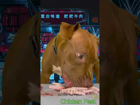 ある日のピットブルの朝ごはん #ピットブル #咀嚼音(YouTube)
