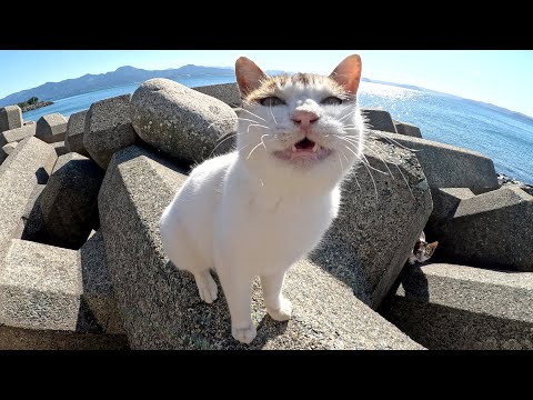 テトラポットの隙間から可愛い猫達がワラワラと集まってきた(YouTube)