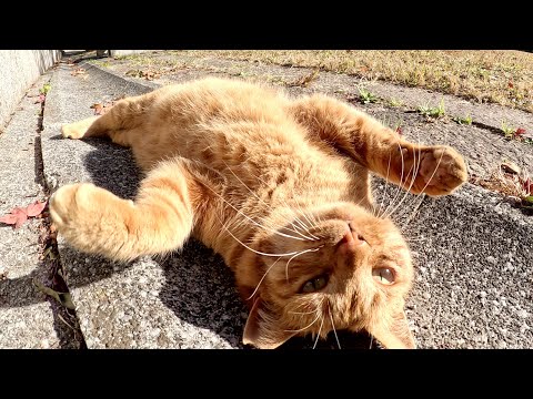 茶トラ猫が可愛い声で鳴きながら「モフって！」と要求してきた(YouTube)