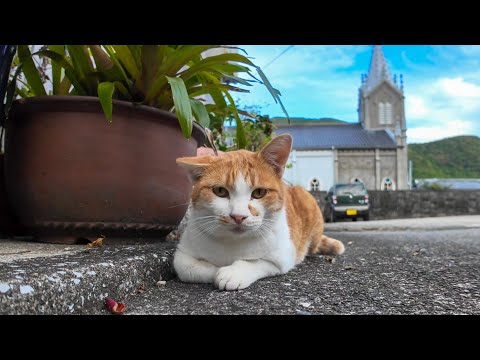 隠れキリシタン猫(YouTube)