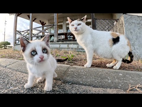 優しい三毛猫ママに見守られながら、短足の子猫達が元気に遊び回る(YouTube)