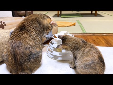 子猫を常に優先してくれるとっても優しい麦わら猫(YouTube)