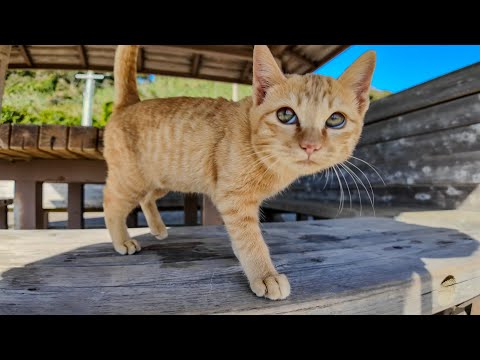 猫の島に上陸すると港前の広場まで出迎えに来てくれる猫たちがいて楽しい(YouTube)