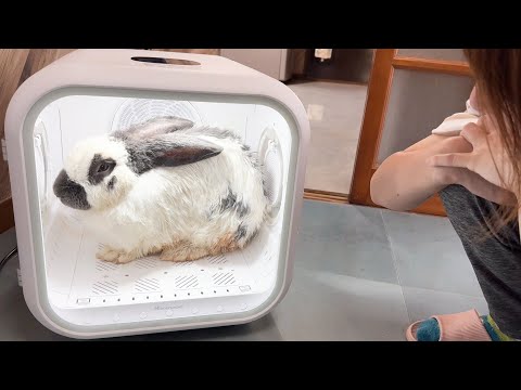 草食動物達が外ではしゃぎ過ぎた結果、こうなった…(YouTube)