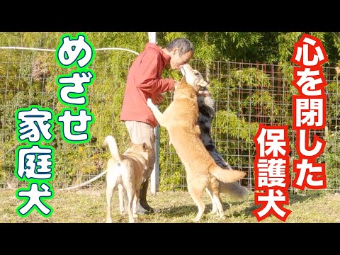 呼び戻し完璧⁉️人間を信じられなくなったオーストラリアンシェパードMix(YouTube)