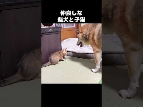 柴犬と子猫の仲良しな様子　#shorts(YouTube)
