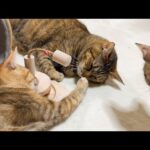 周りで何があろうと動じない麦わら猫が大好きになった子猫たち(YouTube)