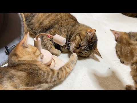 周りで何があろうと動じない麦わら猫が大好きになった子猫たち(YouTube)