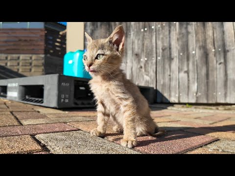 港付近の広場にいた子猫がかわい過ぎる(YouTube)