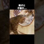 子猫を見守るようにそばに居続ける柴犬が優しい　#shorts(YouTube)