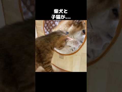 子猫を見守るようにそばに居続ける柴犬が優しい　#shorts(YouTube)
