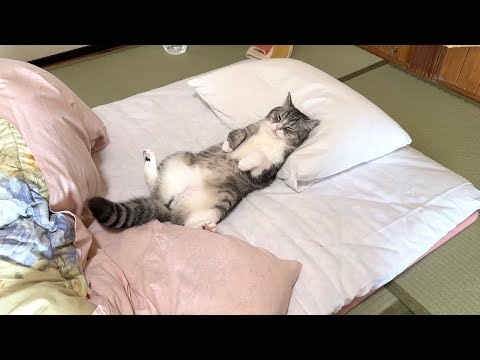 旅館のお布団が気持ち良すぎて寝坊してる猫がかわいすぎたw(YouTube)