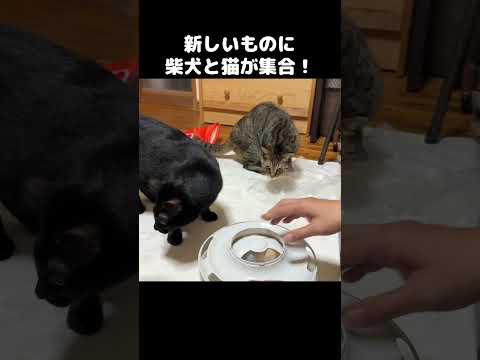 新しいものを開封すると子猫たちと柴犬がたくさん集まってきました笑　#shorts(YouTube)