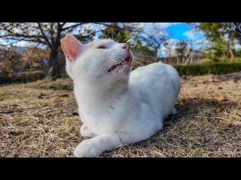 池の畔にいた野良猫をナデナデすると喜んで膝の上に乗ってきた(YouTube)
