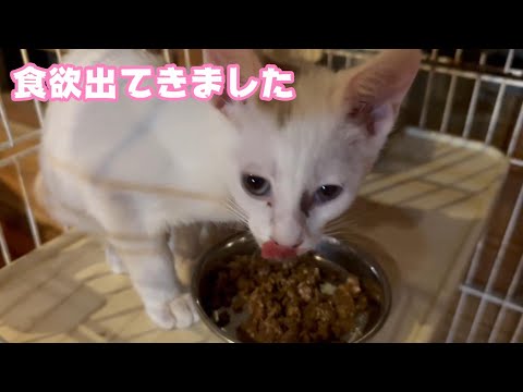 食欲出てきました ホカペも始めました　【2023 11 20 -1】(YouTube)