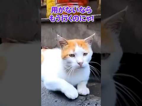 気安く触んないでほしいにゃ…😾(YouTube)