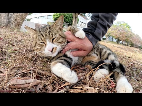 警戒心が強かったキジシロ猫をモフると、だんだん無防備になっていく(YouTube)