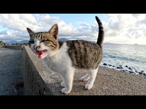 海へ行くと、可愛い声で鳴く子猫が先輩猫と一緒にお出迎えしてくれた(YouTube)